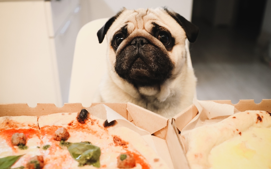 problemas digestivos perro