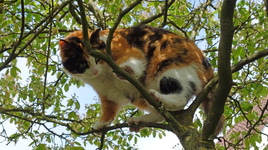 vidas gato