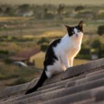 7 vidas de los gatos