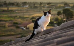 7 vidas de los gatos