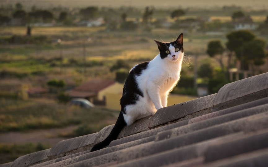 7 vidas de los gatos