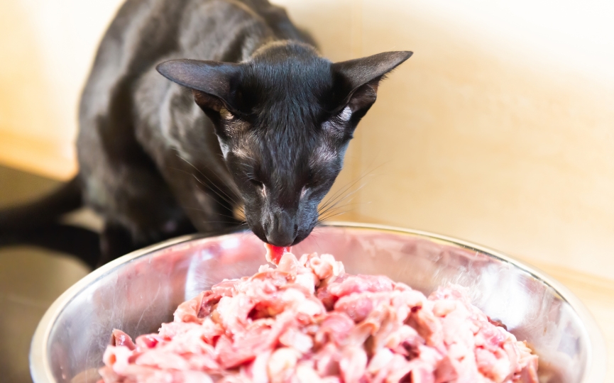 gato carnívoro