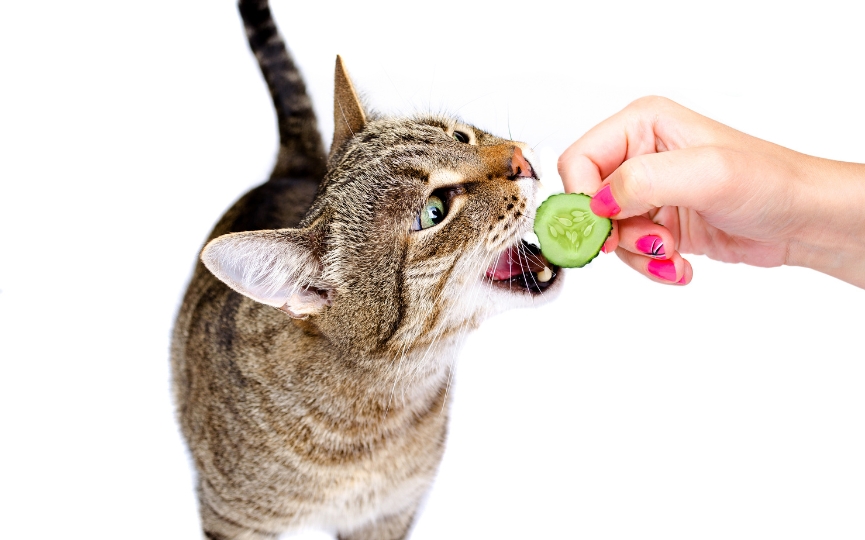 gato vegetariano