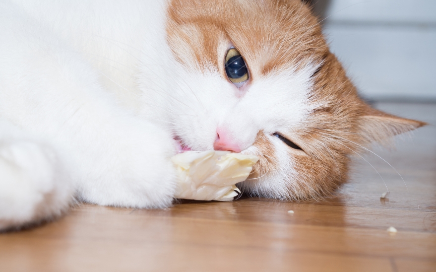 gato vitaminas