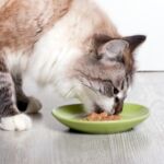 metabolismo gatos