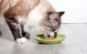 metabolismo gatos