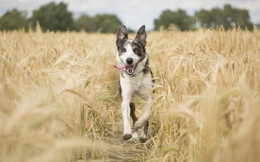 alergia perros