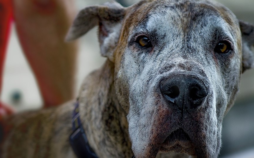 deterioro cognitivo en perros