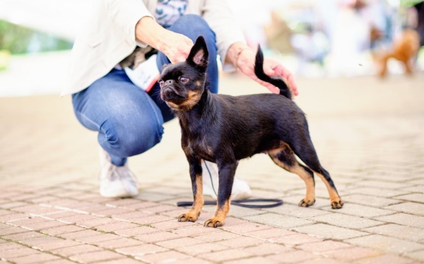 brucelosis canina