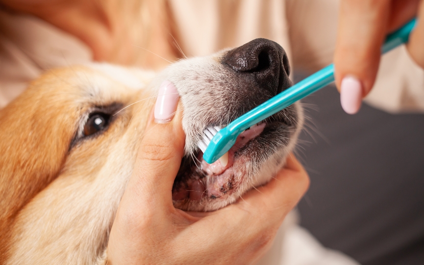 caries en mascotas