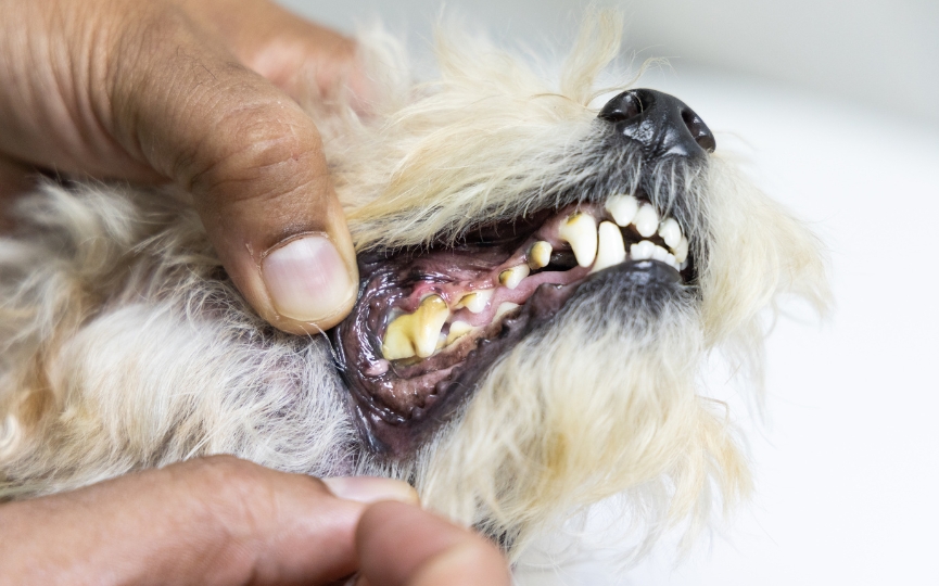 caries de perro