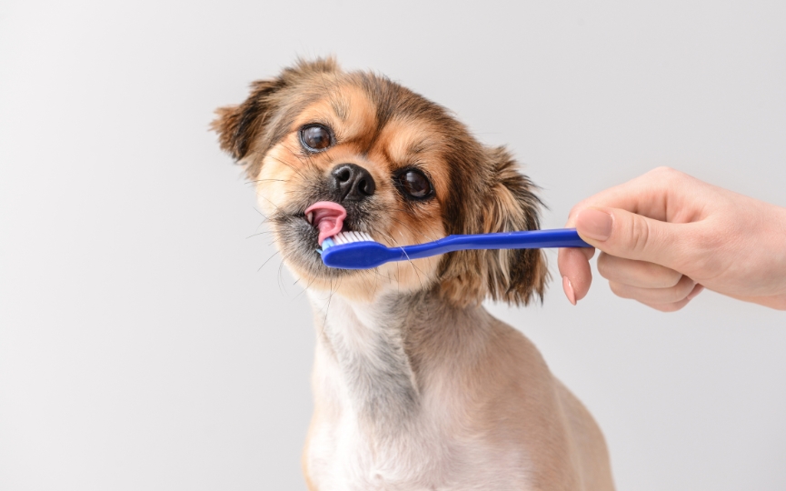 caries de perros