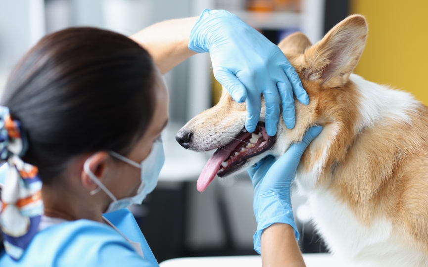 tratar caries veterinario