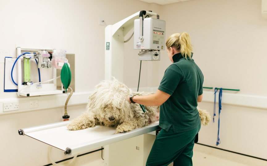 clínica veterinaria radiografía