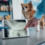 precio radiografía perros