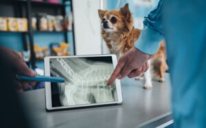 precio radiografía perros