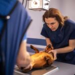 radiografía animales