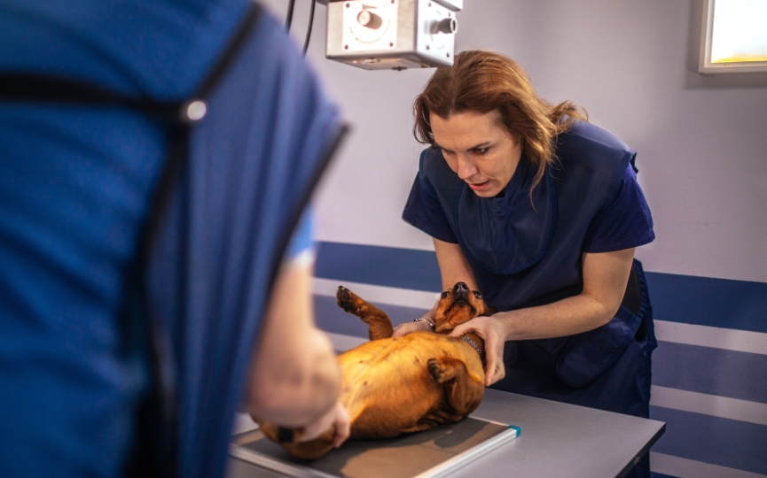 radiografía animales
