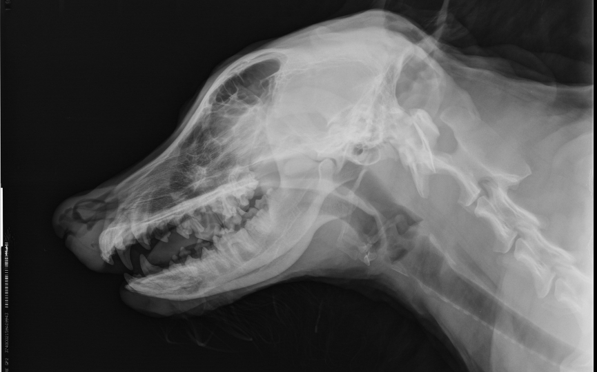 radiografía perro