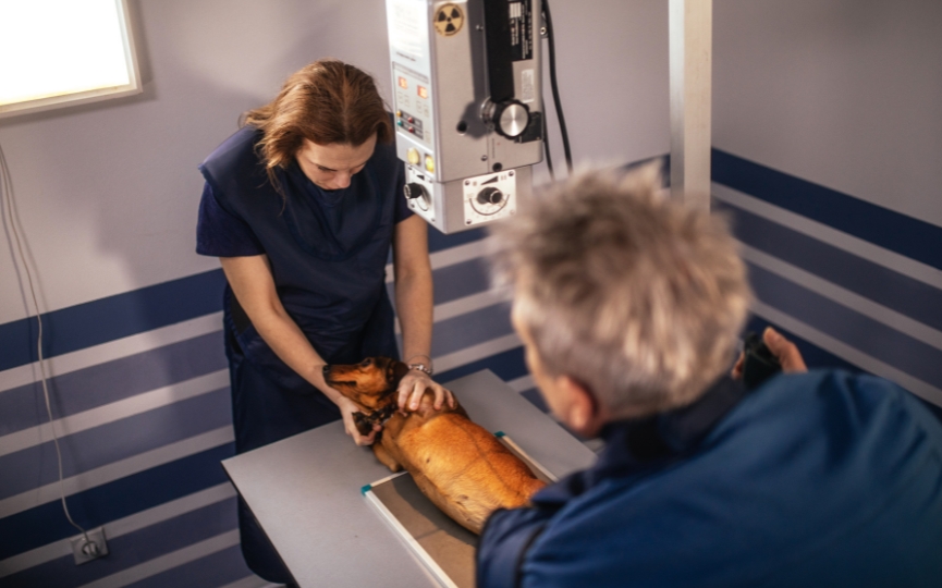 radiografía veterinaria