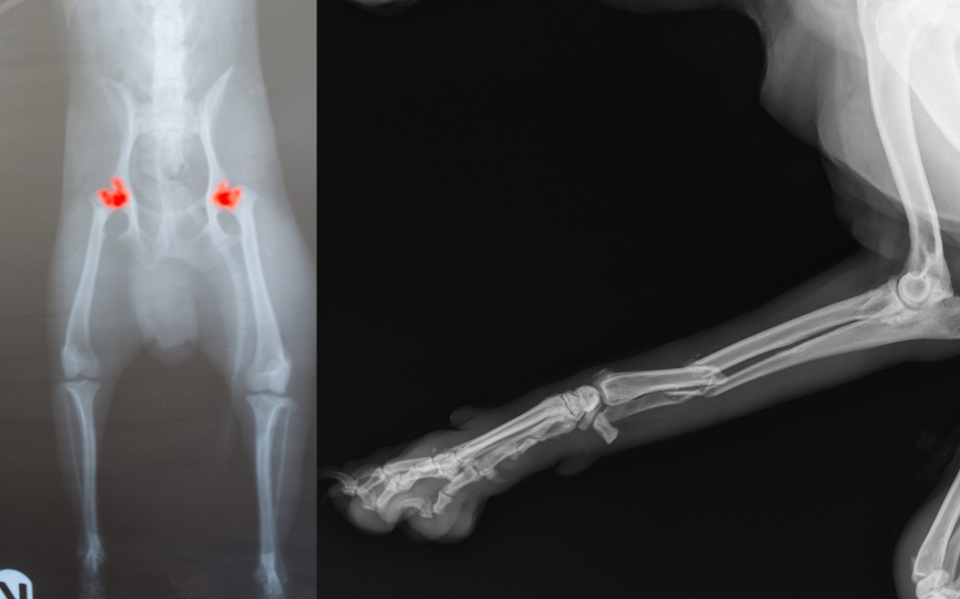 radiografías de perros
