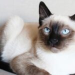 gato siames