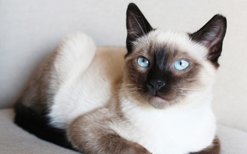 gato siames