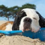 refrescar perro