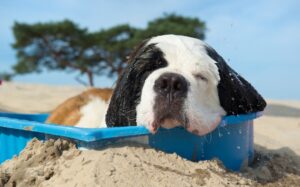 refrescar perro