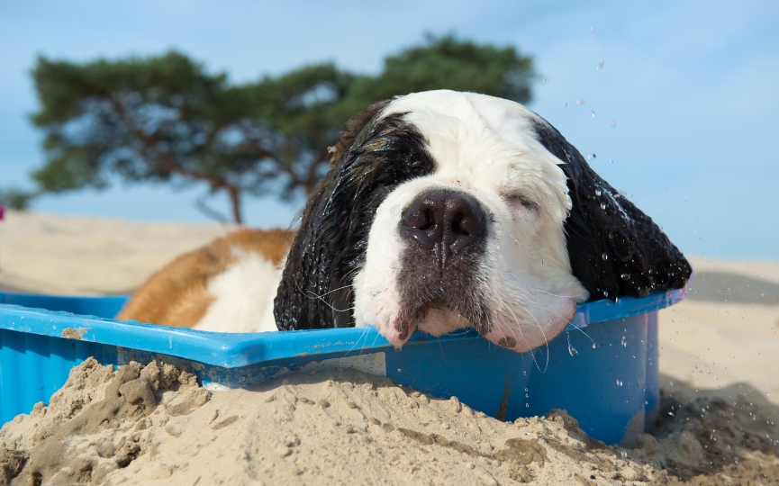 refrescar perro
