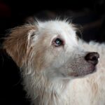 visión perros