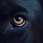 ojo marrón