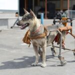 discapacidad en mascotas