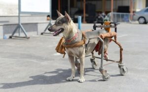 discapacidad en mascotas