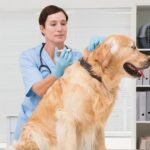 cómo afecta presvet a un veterinario