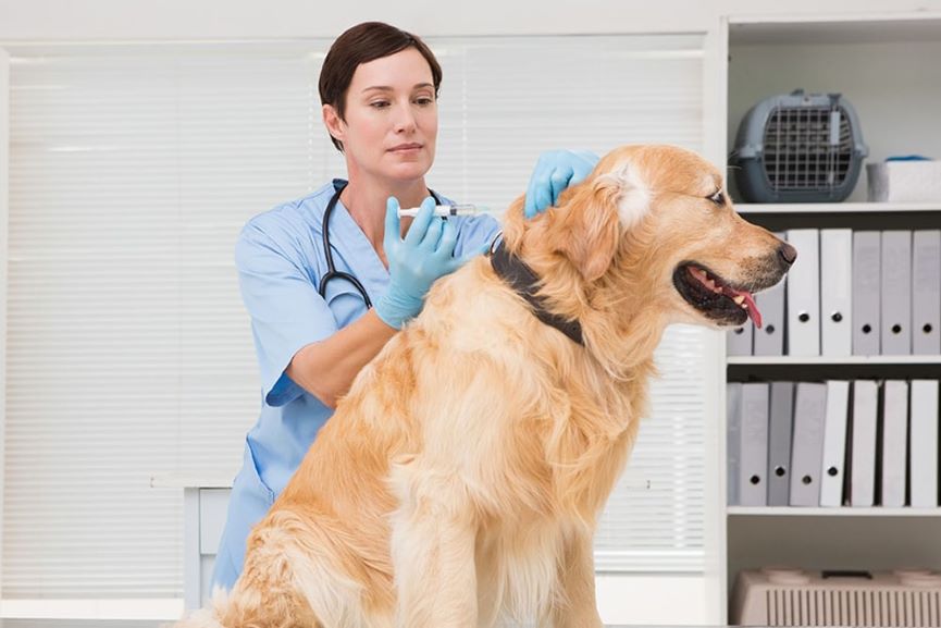 cómo afecta presvet a un veterinario