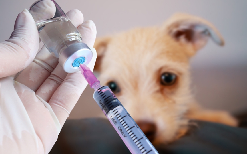 antivacunas