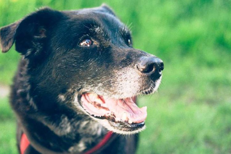 insuficiencia renal en perros