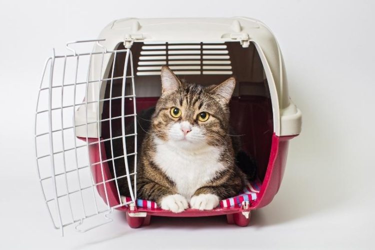 Gato en transportin