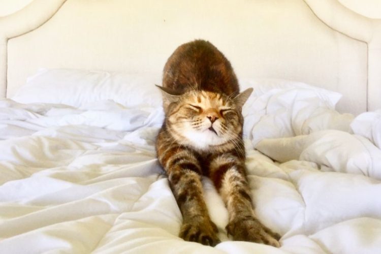 vacaciones para gatos