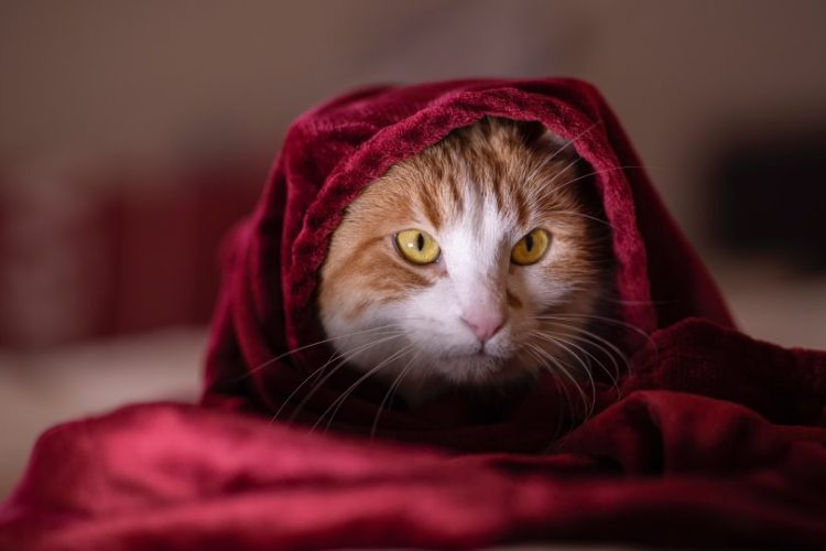 ALERGIAS EN GATOS