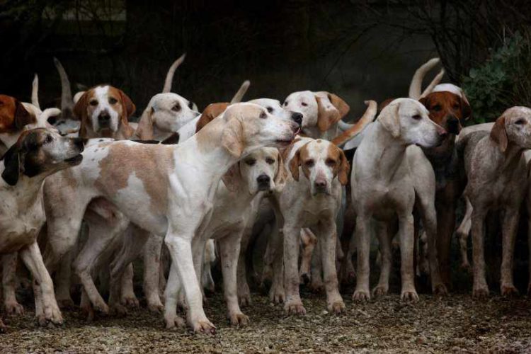 BRUCELOSIS CANINA