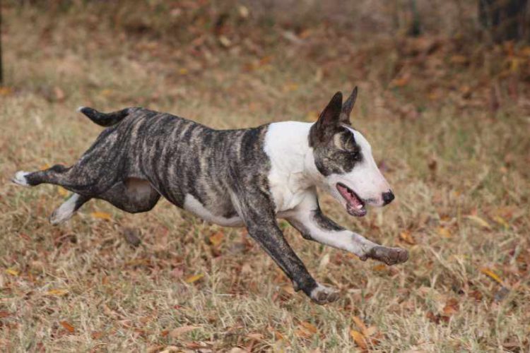 BULL TERRIER PUEDE PADECER PARÁLISIS LARÍNGEA