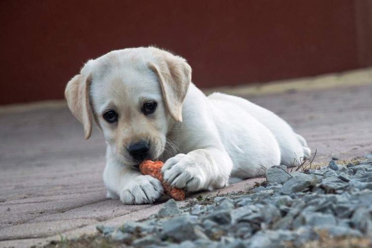 CACHORRO COMIENDO