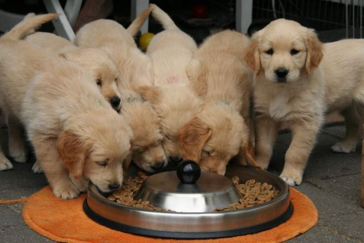 CACHORROS DE GOLDEN RETRIEVER