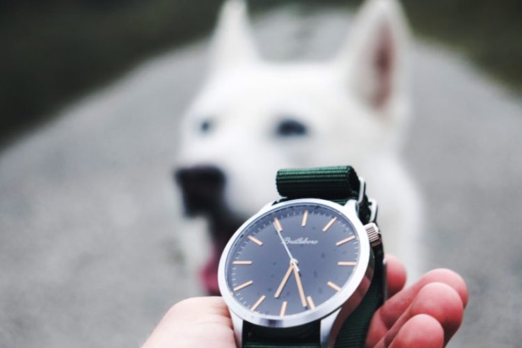 EL CAMBIO DE HORA EN LOS PERROS