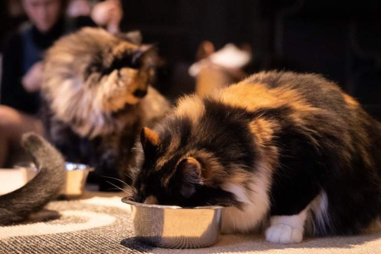 CARBOHIDRATOS EN ALIMENTOS PARA PERROS Y GATOS