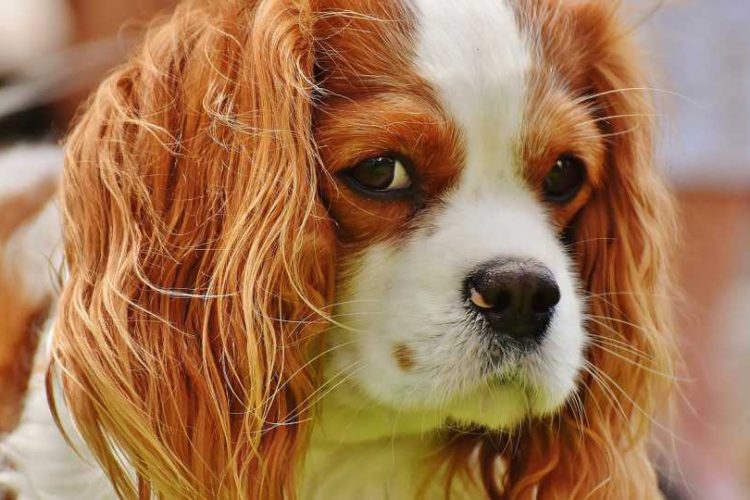 CAVALIER KING CHARLES SPANIEL CON DOLOR CRÓNICO