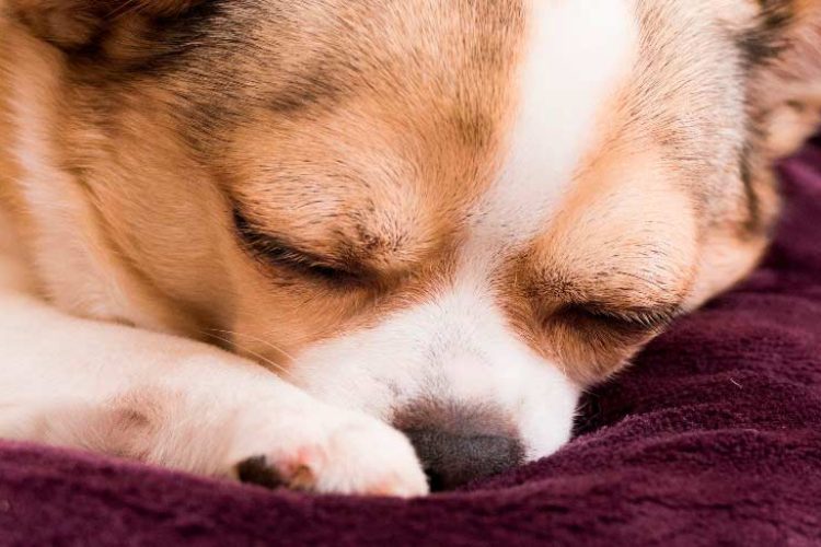CUÁNTO-NECESITAN-DORMIR-LAS-MASCOTAS