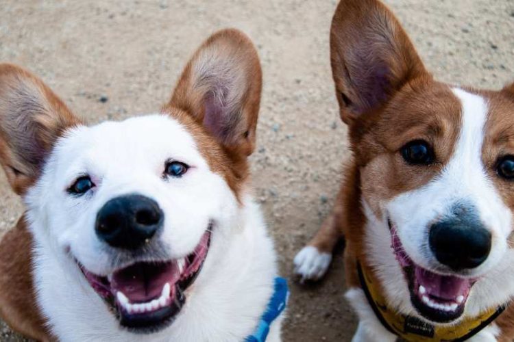 DIENTES DE PERROS